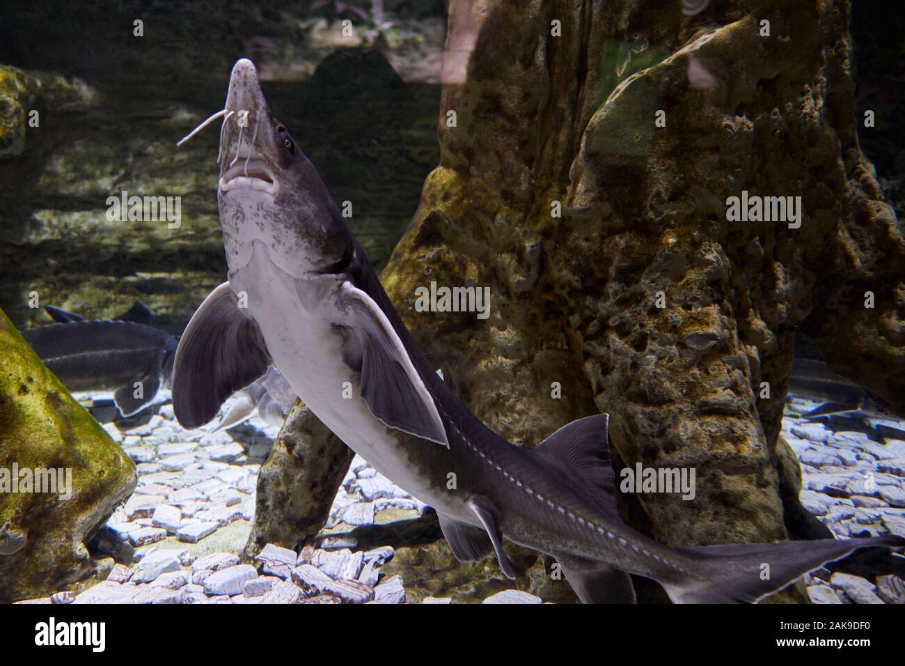 Stör Fische im Aquarium Stockfoto