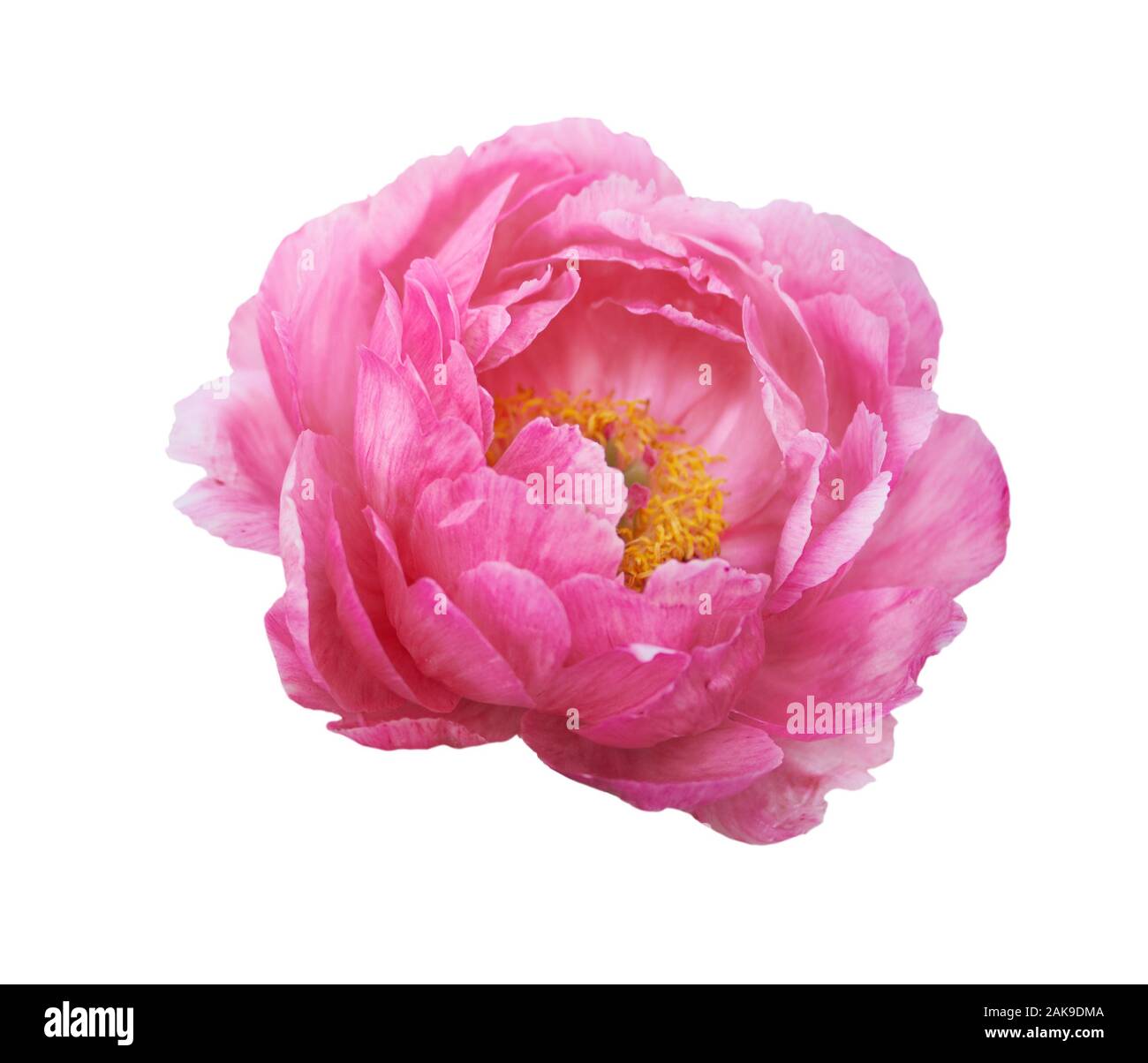 Wunderschöne Pfingstrose auf weißem Hintergrund. Rosa Blume isoliert. Stockfoto
