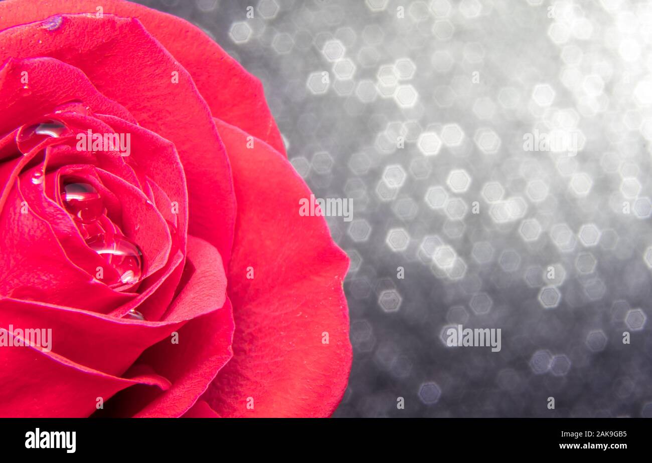 Romantische rote Rose für Valentines Tag mit Wassertropfen Makro gegen Silber Schwarz Glanz Hintergrund Raum für Text kopieren Stockfoto