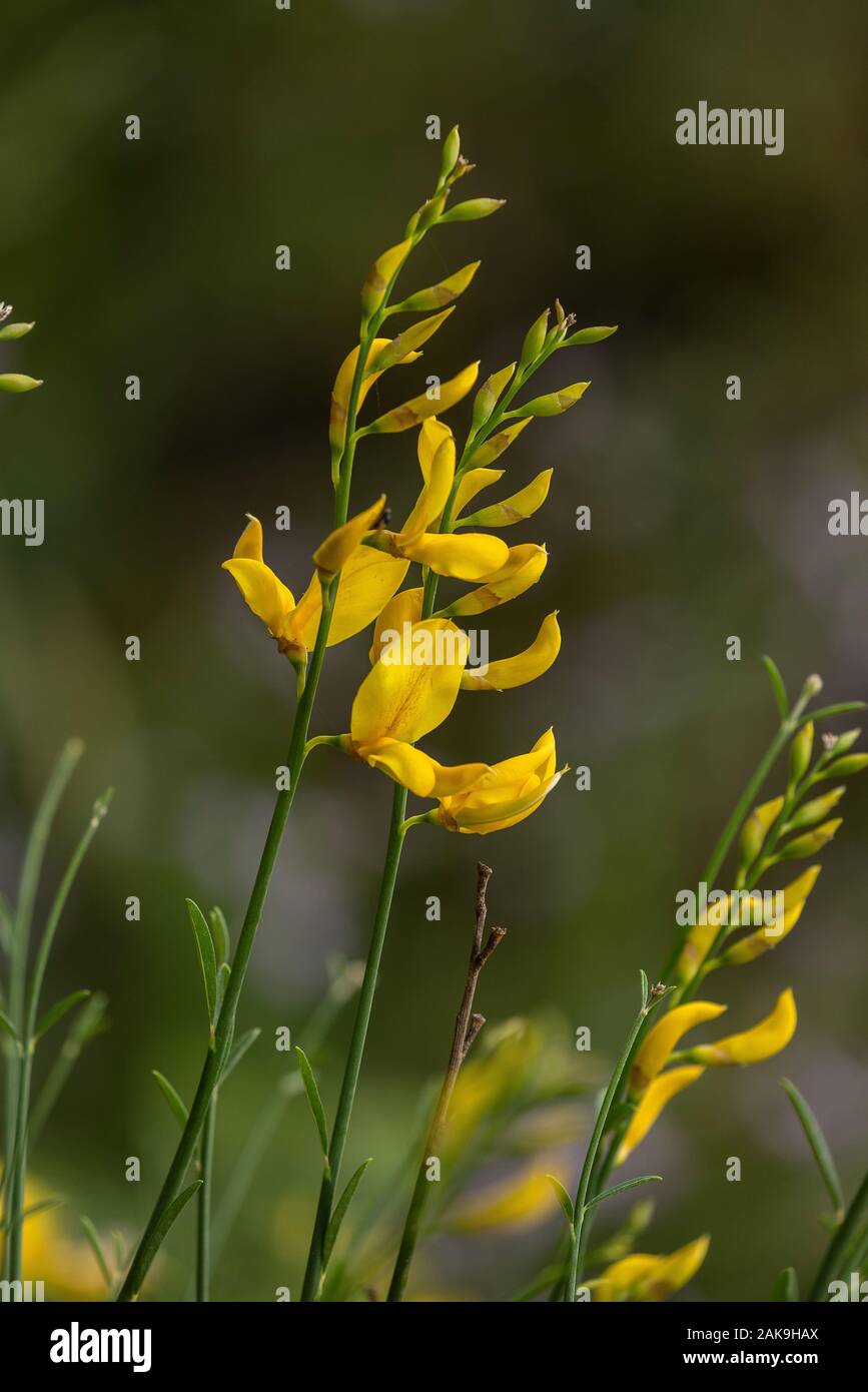 Spanische Ginster, Spartium junceum in Blüte. Stockfoto