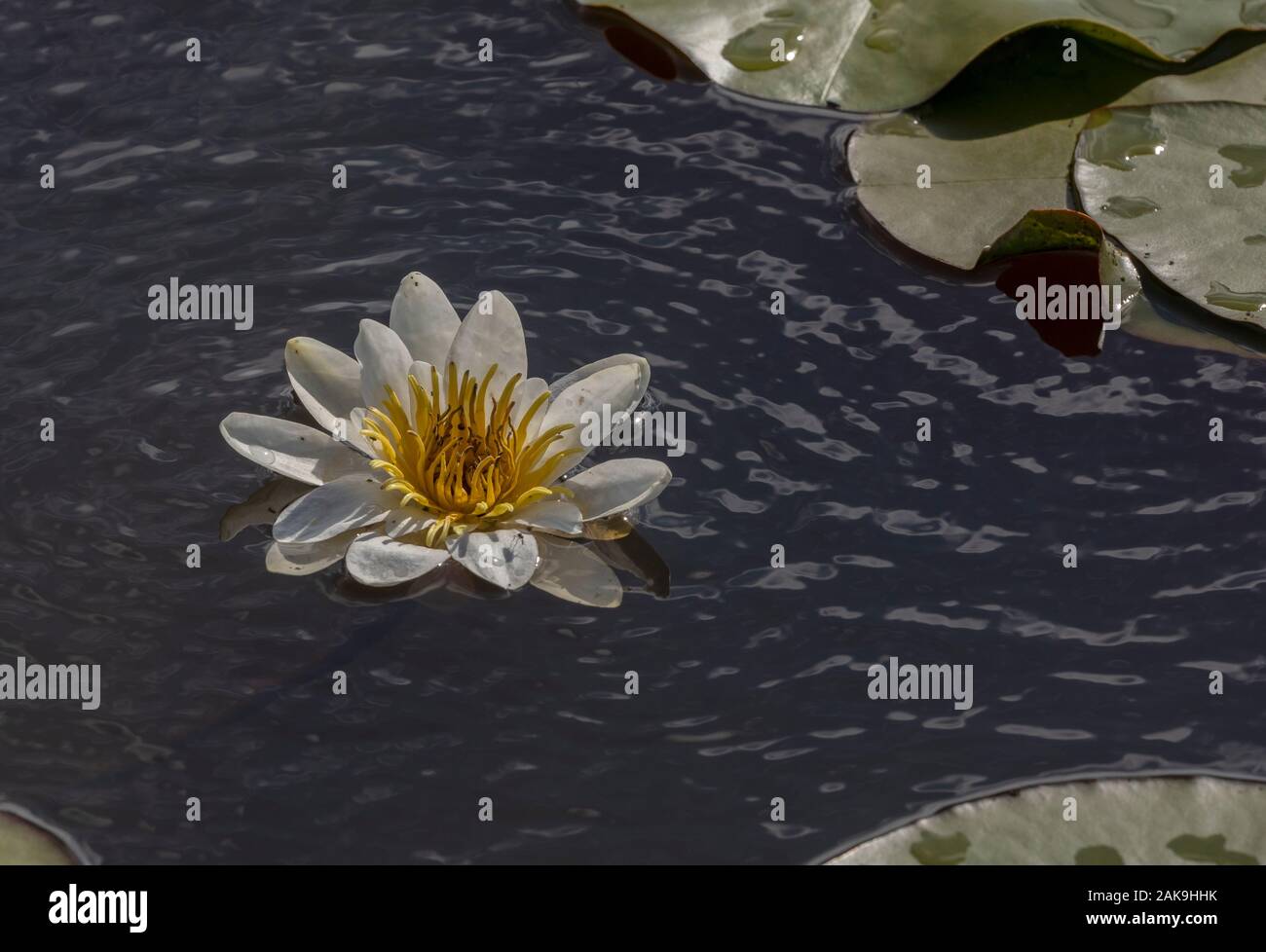 Weiße Seerosen, Nymphaea alba in Blüte in tiefen Säure Pool. Stockfoto