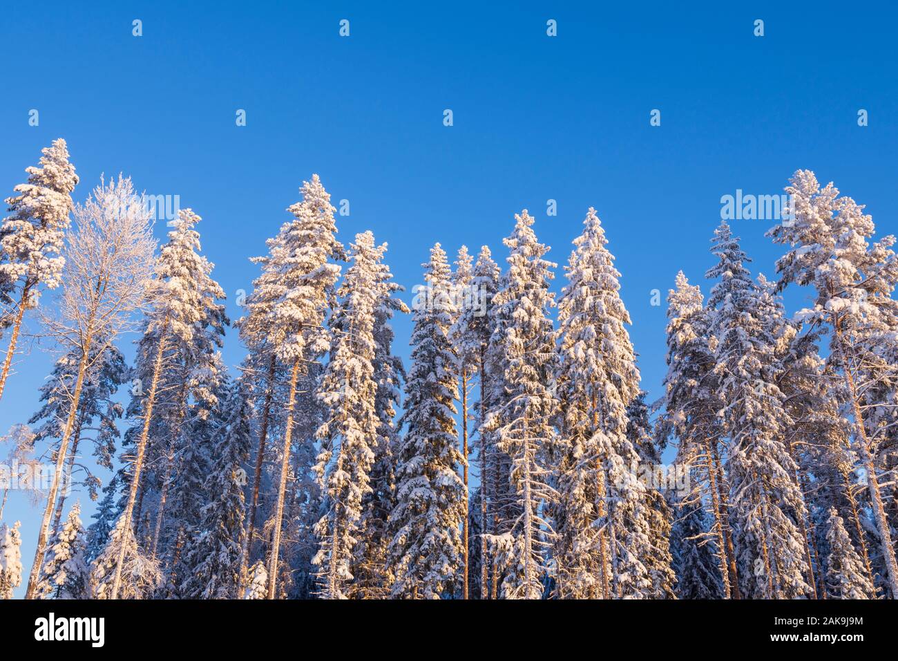 Winter Forest, hohen Fichten und Kiefern mit Schnee gegen den blauen Himmel bedeckt Stockfoto