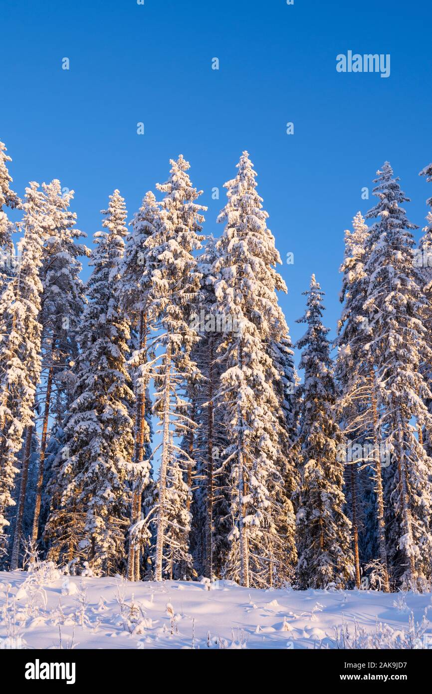 Winter Forest, hohen Fichten und Kiefern mit Schnee gegen den blauen Himmel bedeckt Stockfoto