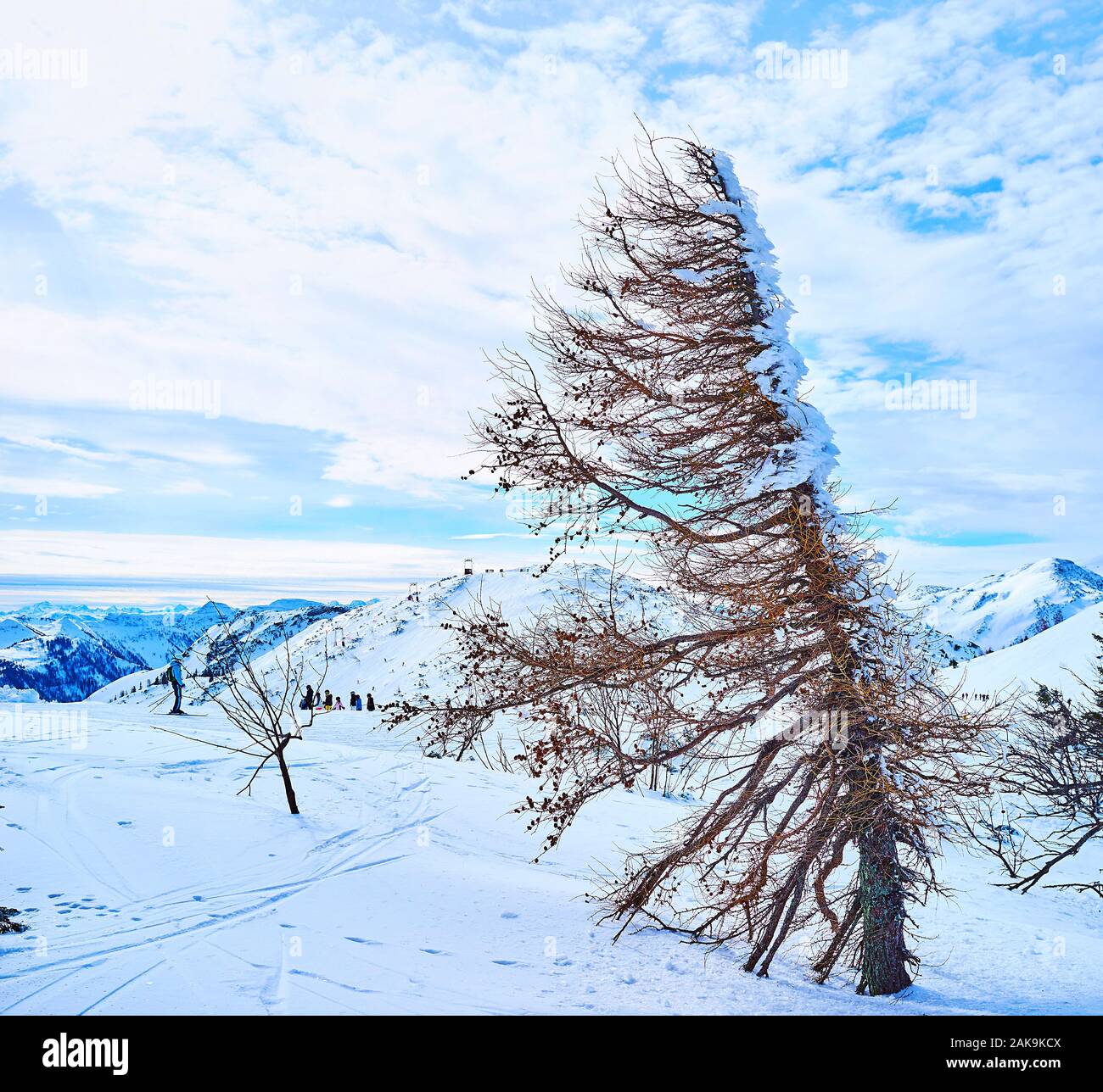 Die verschneite Weite der Feuerkogel Hochplateau mit alten trocken vom Wind geformten Spruce Tree im Vordergrund, Ebensee, Salzkammergut, Österreich Stockfoto