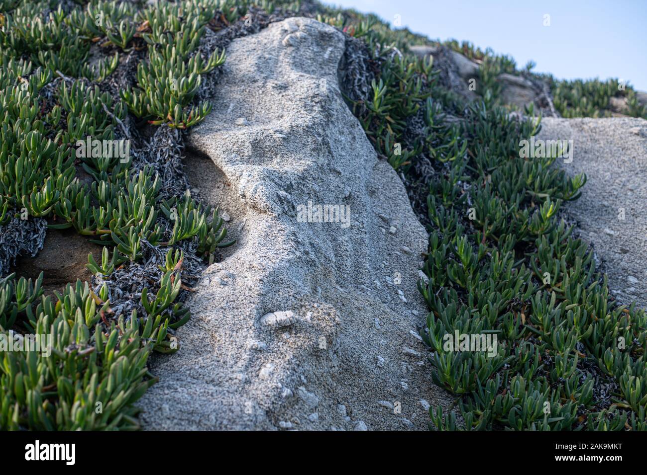 Carpobrotus, allgemein bekannt als pigface wachsen auf große Granit Bergmassive mit Orthoklas sind miteinander Kristalle gemischt. Coti Piane, die Klippen von Capo Sant'Andrea in Stockfoto