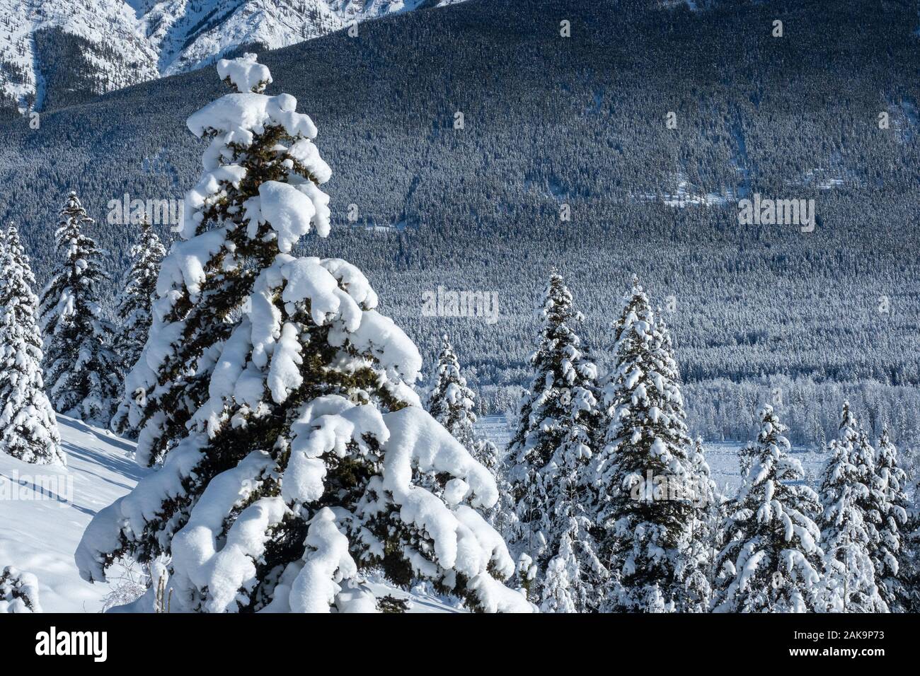 Detail der Kiefern und Bergen in einem Tal im Schnee während einem Wintermorgen abgedeckt Stockfoto