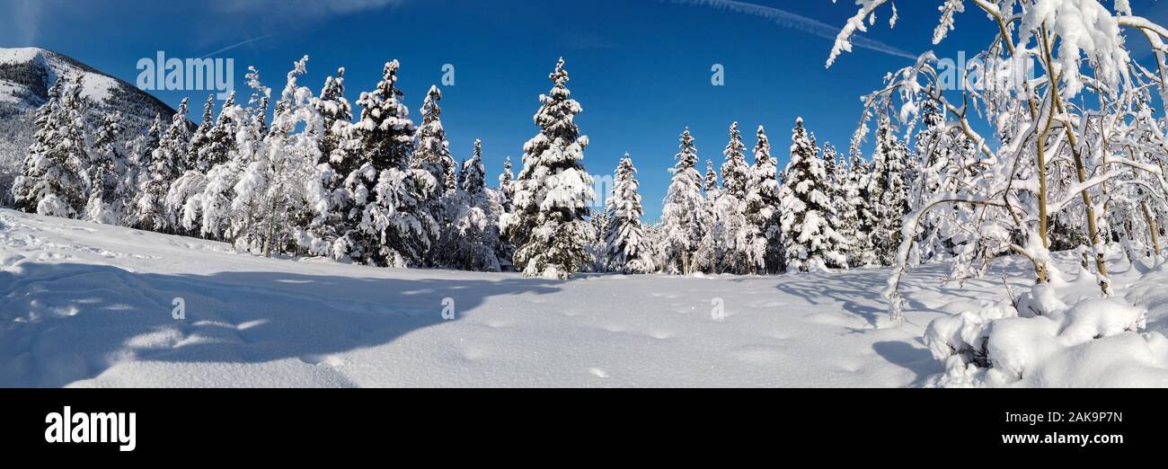 Panoramablick auf die Landschaft mit Bäumen im Schnee an einem sonnigen Tag und strahlend blauer Himmel in Kanada abgedeckt Stockfoto