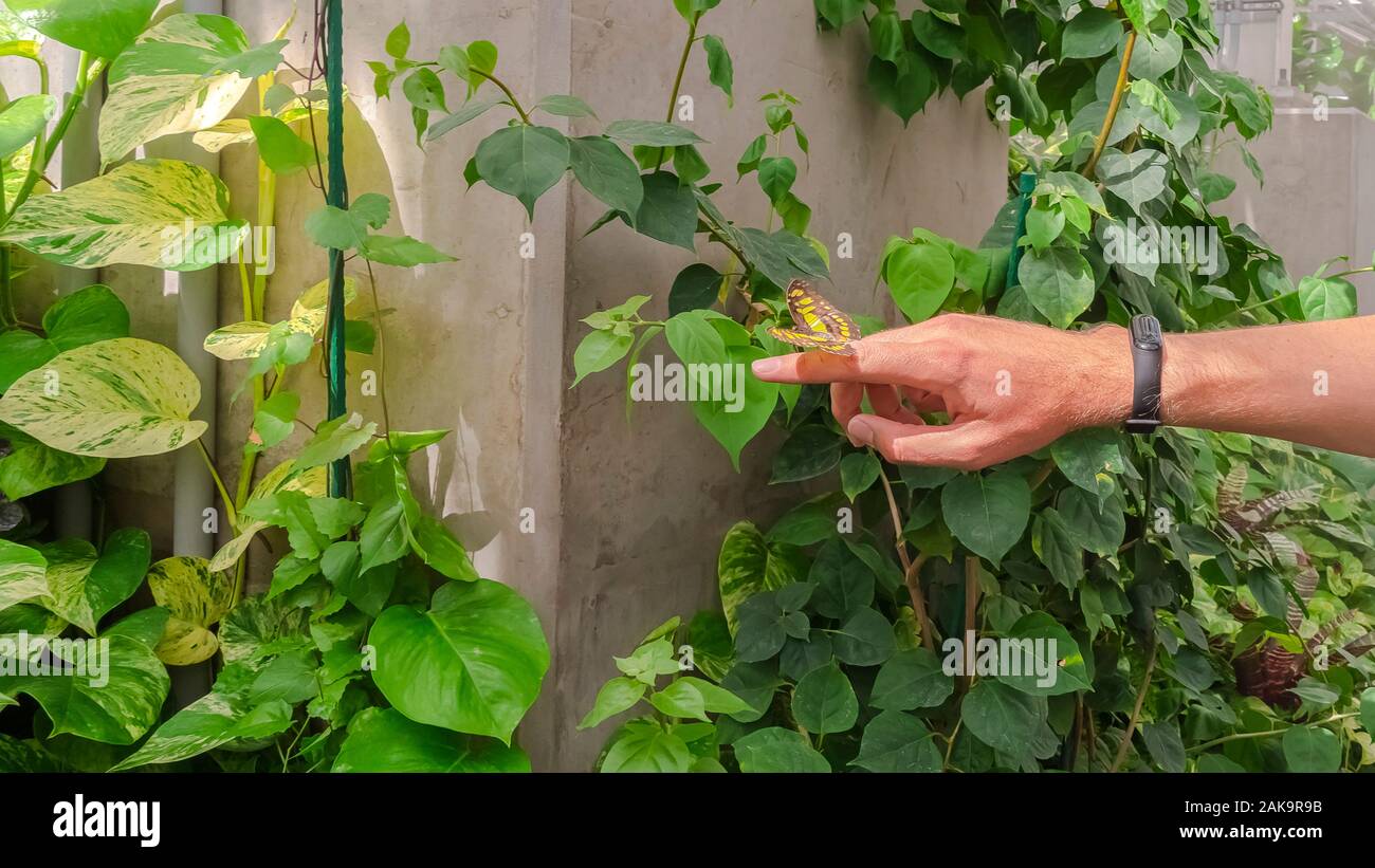 Pano Schmetterling am Finger eines Mannes gegen grüne Pflanzen und Wand der Treibhausgasemissionen Stockfoto