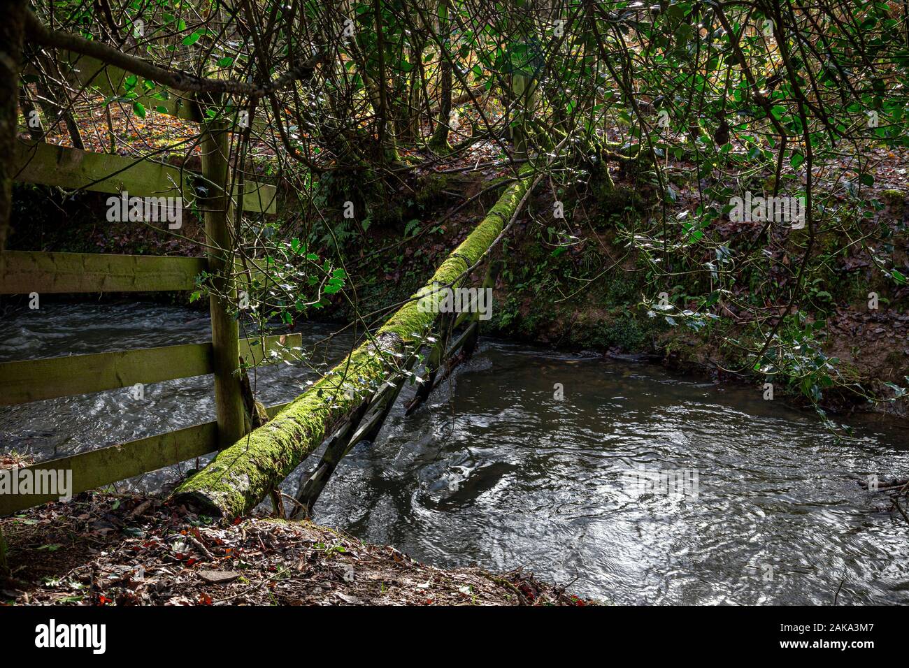 Baumbrücke über Moorbach, Bach, Stockfoto