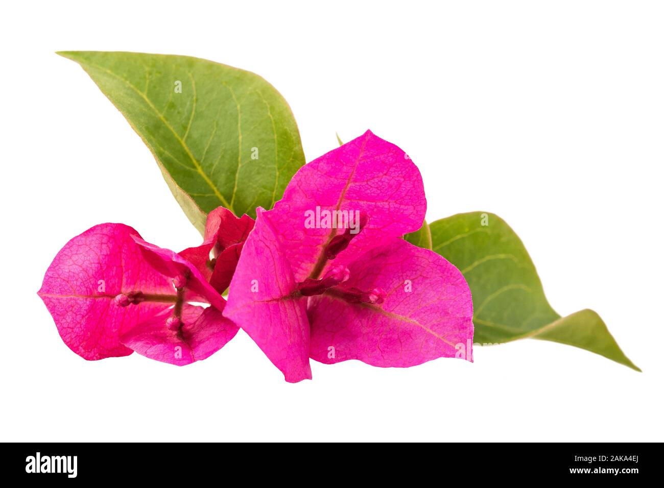 Bougainvillea Blumen auf weißem Hintergrund Stockfoto