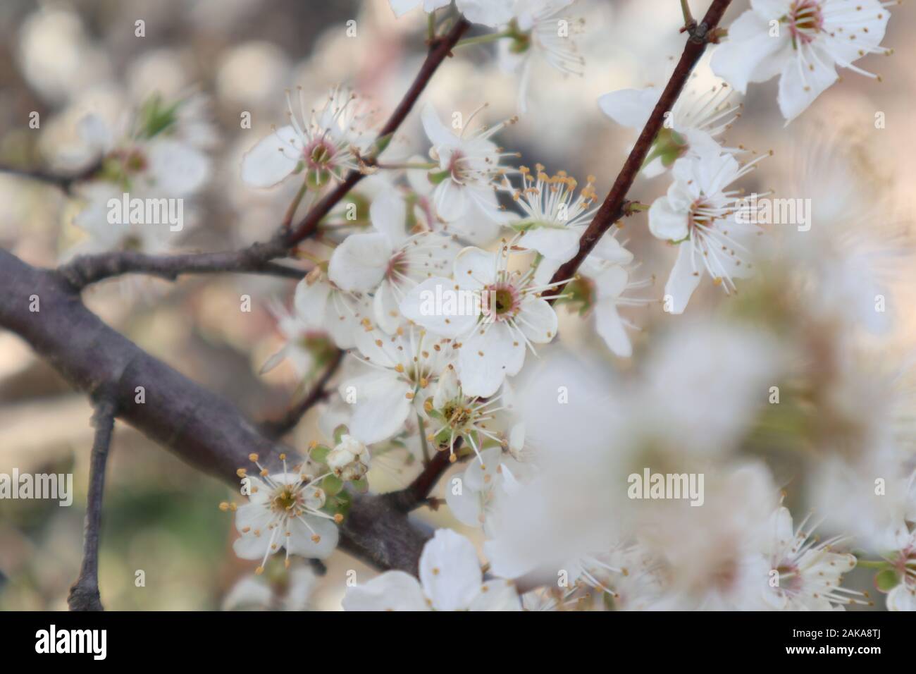 Foto von erstaunlichen weißen Frühlings-Blumen an einem schönen sonnigen Tag in der schönen Natur Stockfoto