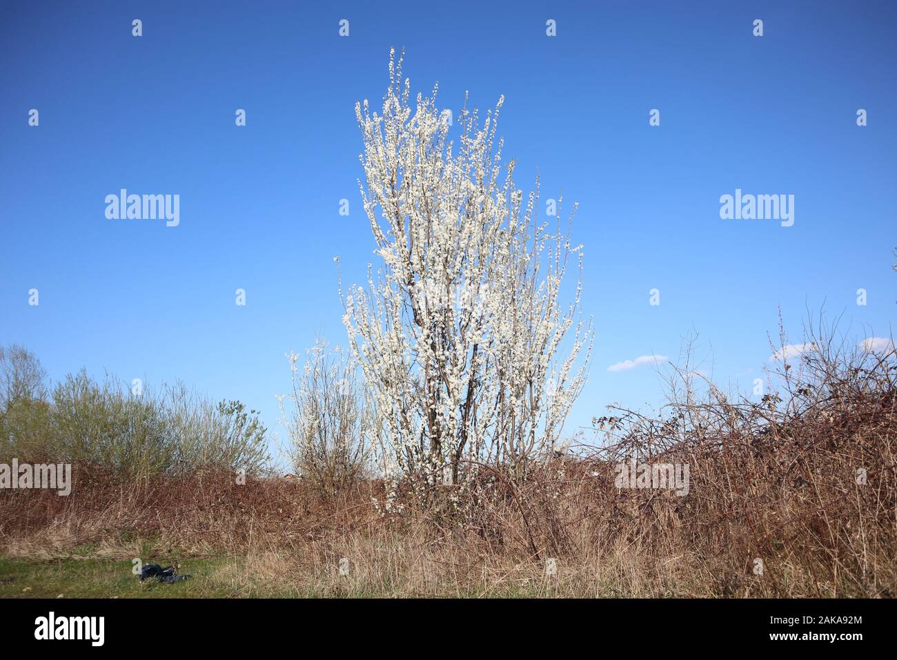 Foto von erstaunlichen weißen Frühlings-Blumen an einem schönen sonnigen Tag in der schönen Natur Stockfoto