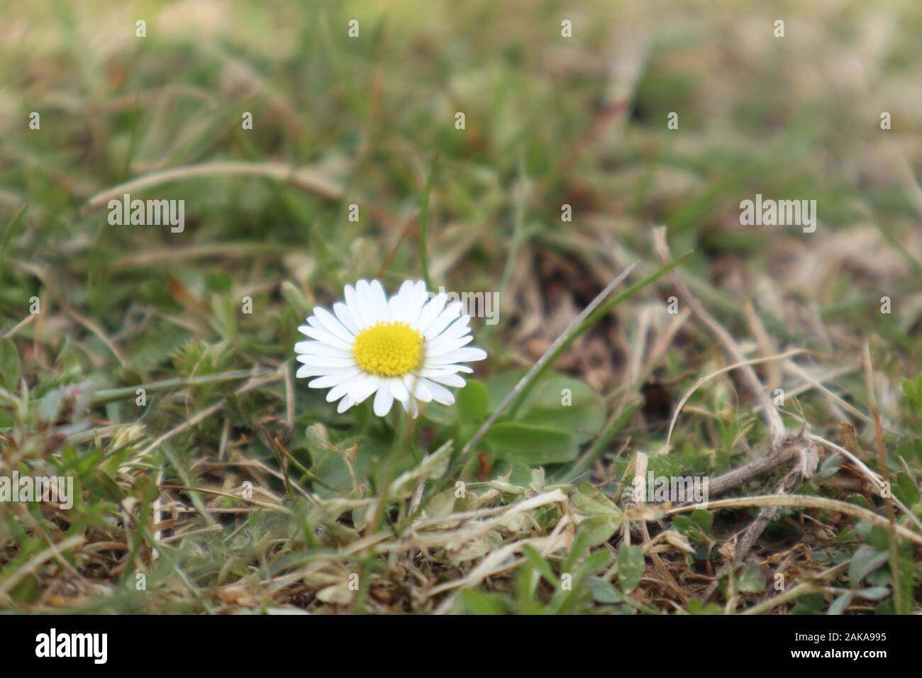 Foto von erstaunlichen weißen Frühlings-Blumen an einem schönen sonnigen Tag in der schönen Natur Stockfoto