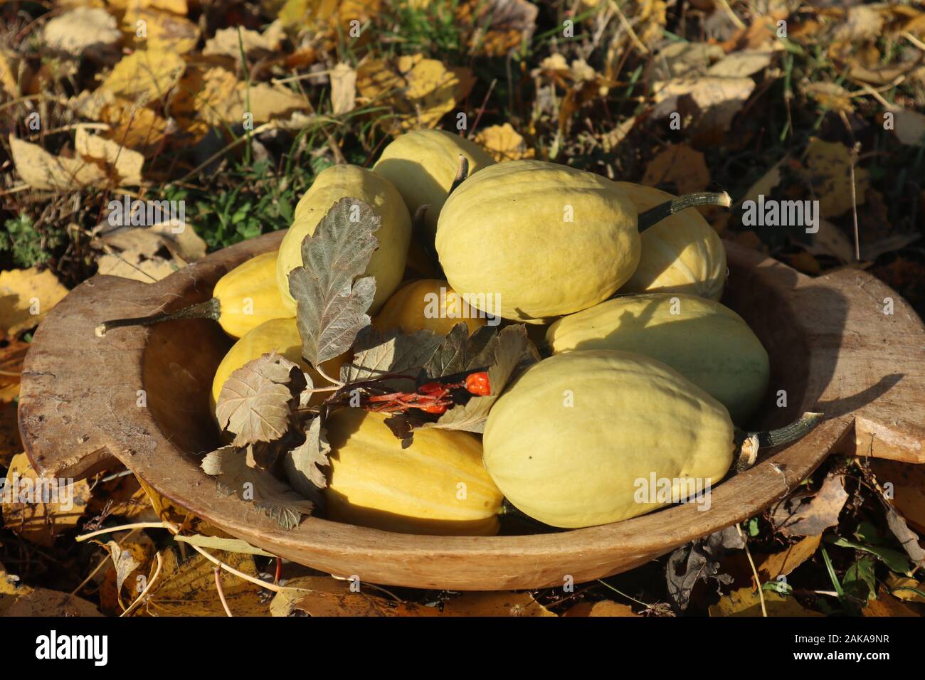 Wunderschöner Herbsttag, Blätter und Wald Stockfoto