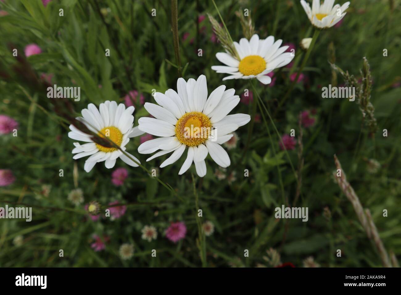 Foto von erstaunlichen weißen Frühlings-Blumen an einem schönen sonnigen Tag in der schönen Natur Stockfoto