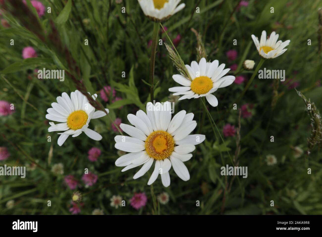 Foto von erstaunlichen weißen Frühlings-Blumen an einem schönen sonnigen Tag in der schönen Natur Stockfoto