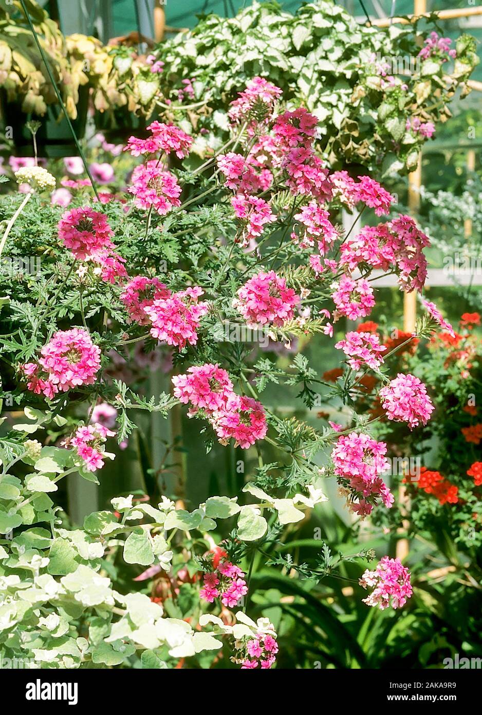 Verbena Sissinghurst Pink in einer gehässigen Blumengrenze. Eine sommerliche blühende Matte, die eine mehrjährige, frostharte Matte bildet. Stockfoto