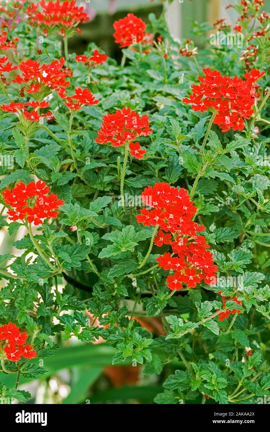 Verbena Red Cascade in der gehäsigen Blumengrenze. Eine sommerliche blühende Matte, die eine immergrüne mehrjährige, frosthart ist. Stockfoto