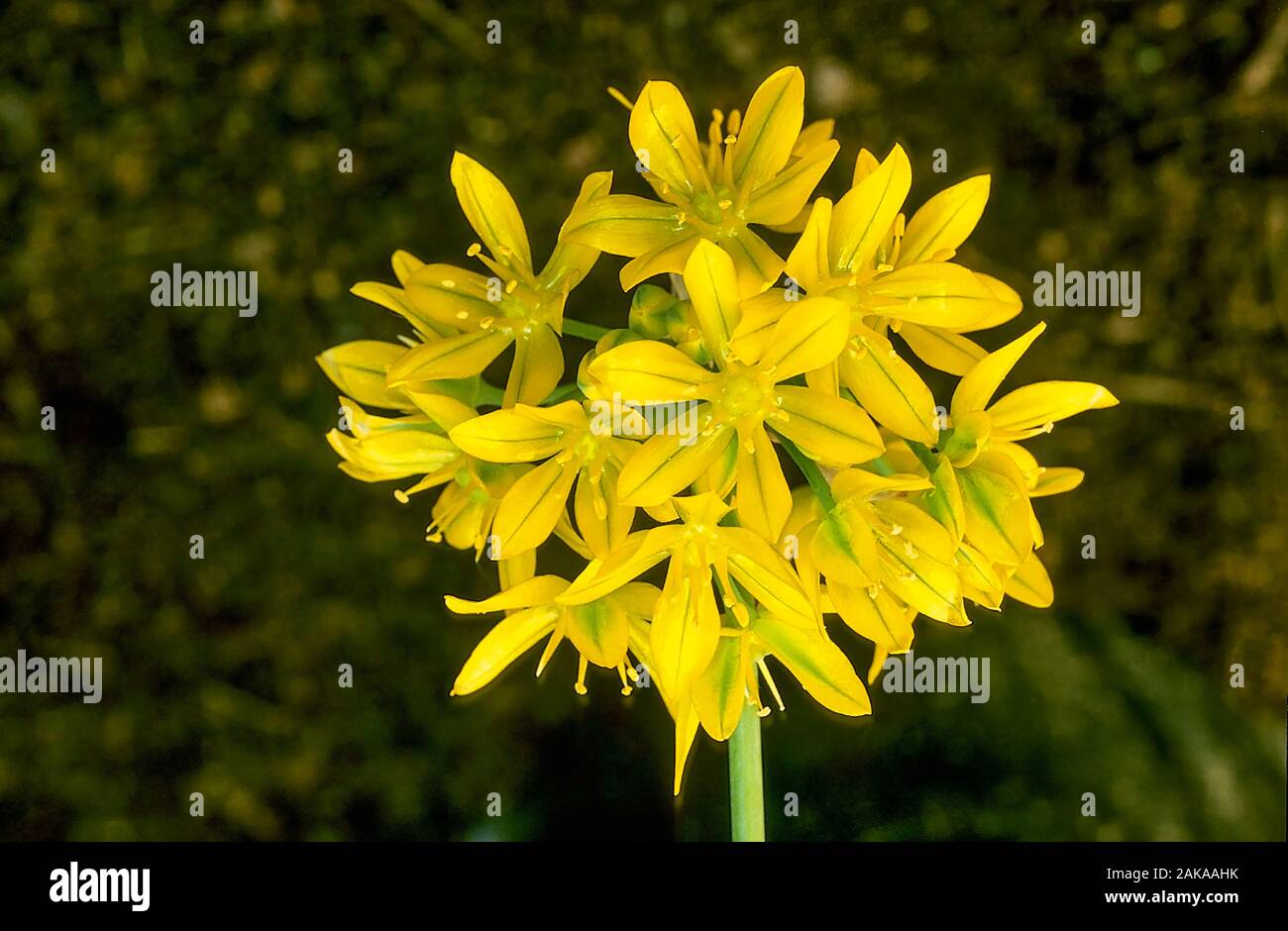 Blumenkopf von Allium Moly, Golden Knoblauch oder Yellow Onion. Eine sommerliche blühende Bulbose, die sich ideal für Waldgebiete eignet. Stockfoto
