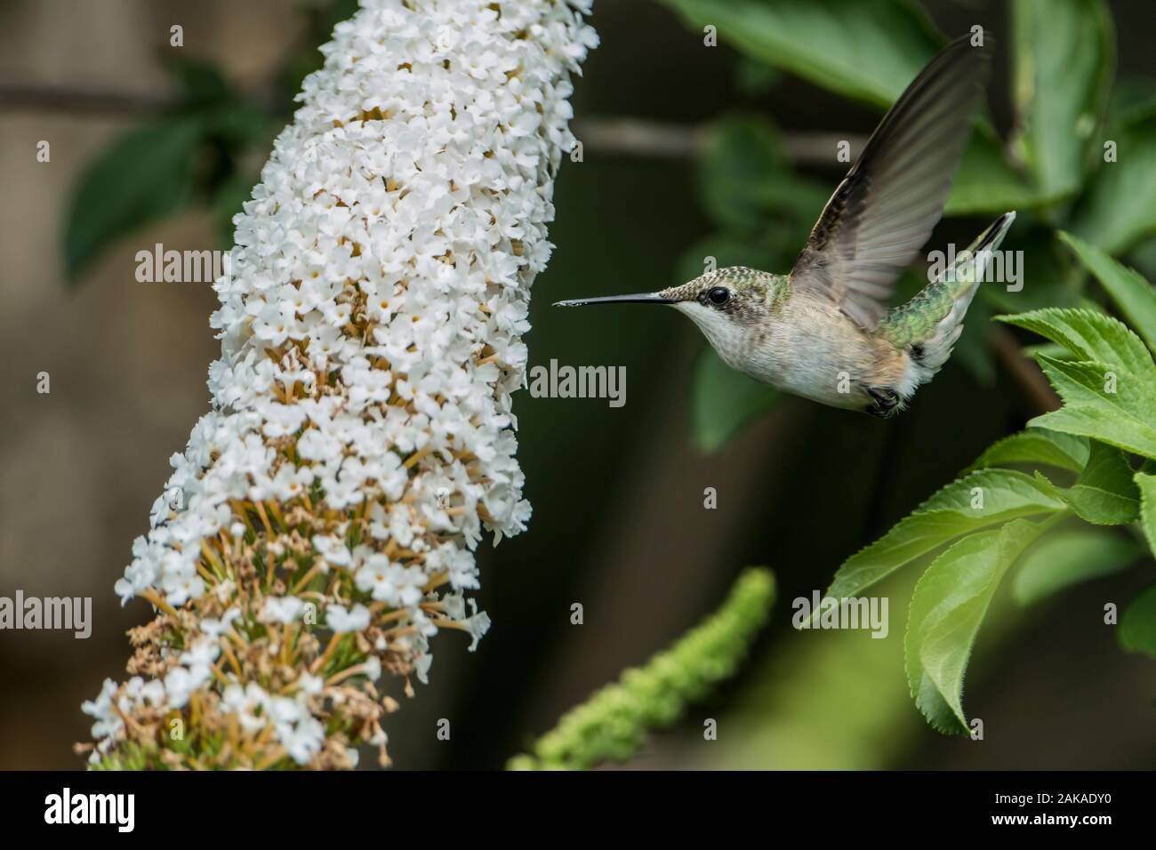 Summendes Vogelgefühl auf Blumen Stockfoto