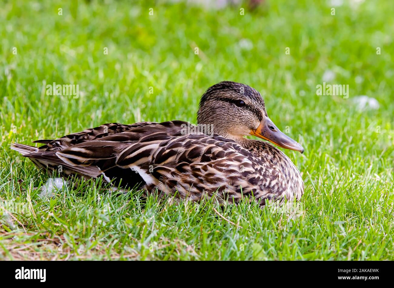 Weiblicher Mallard Duck auf Gras auflegen. Stockfoto