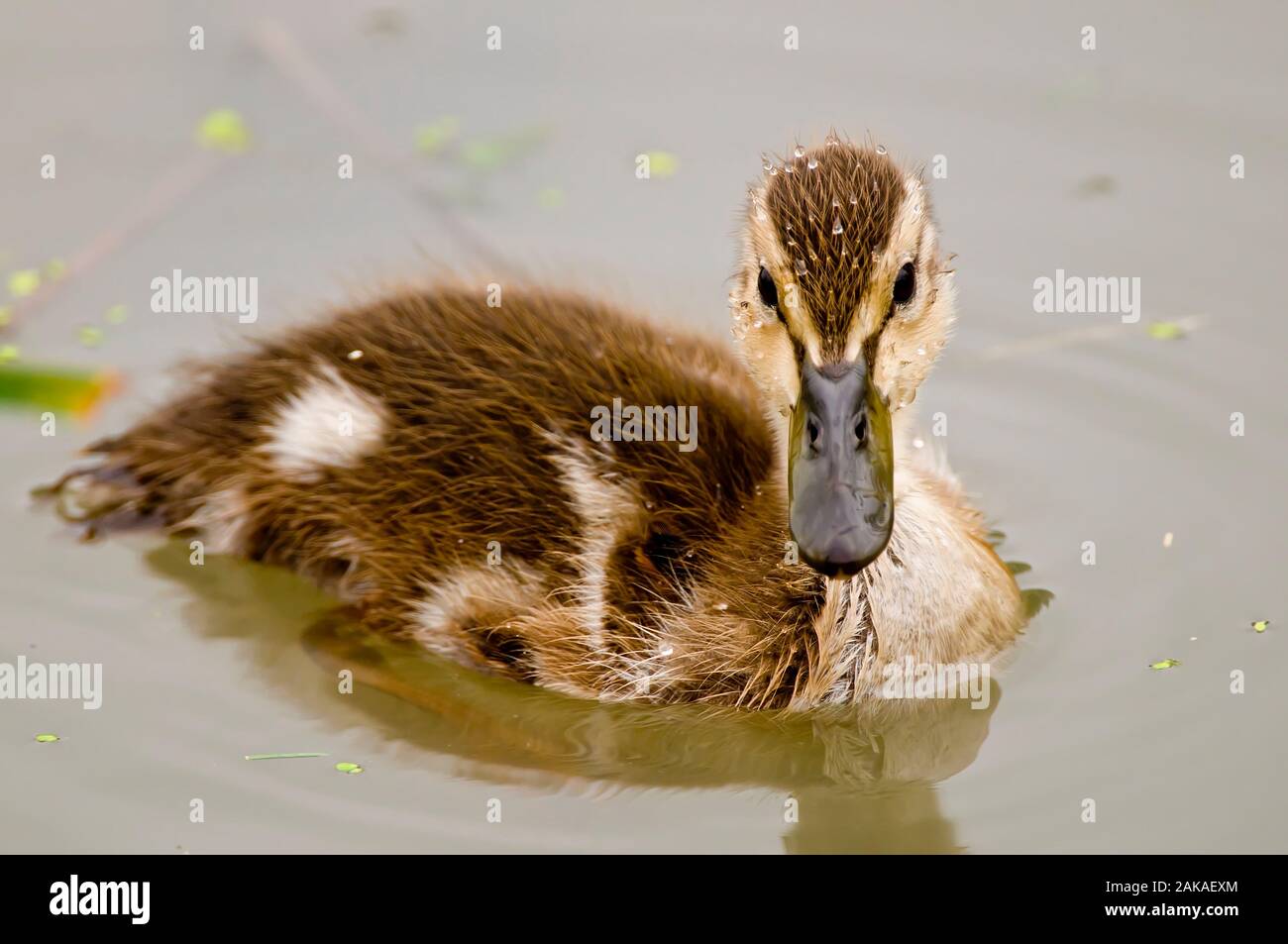 Mallard Ducking Stockfoto