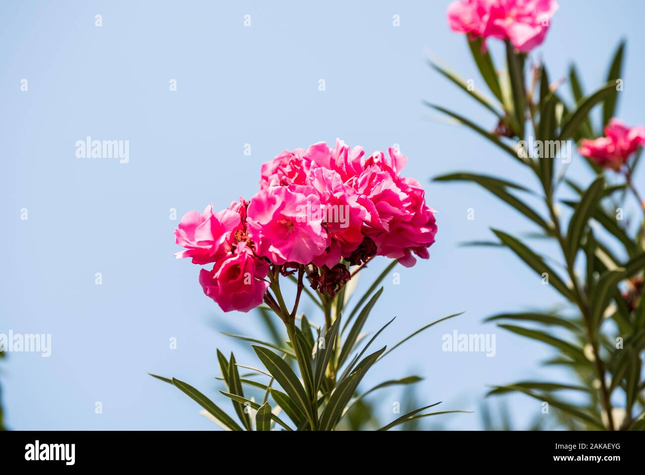 Rosa Blume von nerium Nerium oleander, ein Strauch oder kleiner Baum in der dogbane Familie Apocynaceae, giftig in allen seinen Teilen, die gemeinhin als nerium oder Ol bekannt Stockfoto