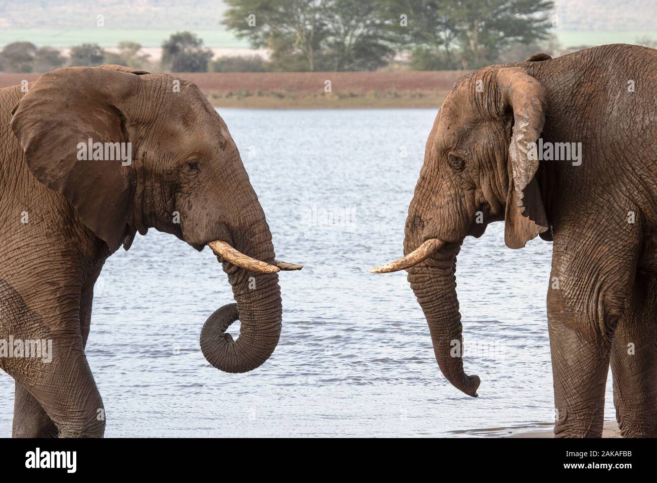 Zwei große männliche Afrikanische Elefanten Loxodonta africana Kopf an Kopf in Zimanga Private Game Reserve, Südafrika mit einem großen Stausee hinter Ihnen. Stockfoto