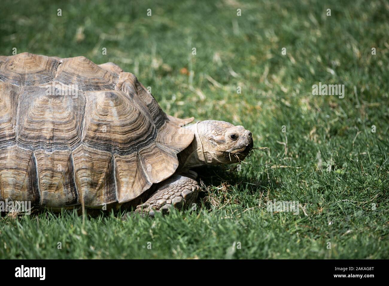 Eine Schildkröte in Bewegung, langsam, im Gras Stockfoto