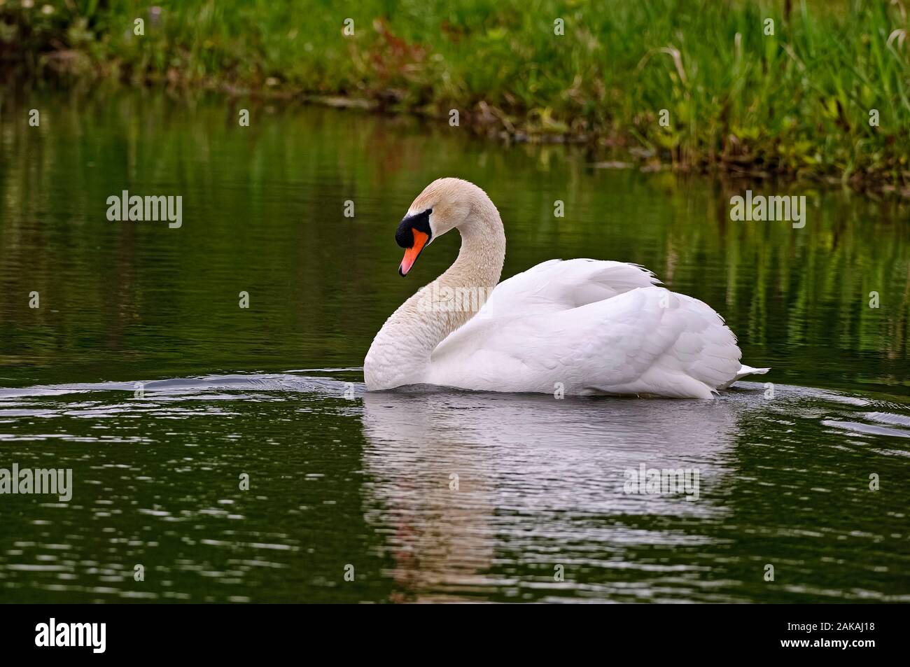 Schwan Auf Wasser Stummschalten. Stockfoto