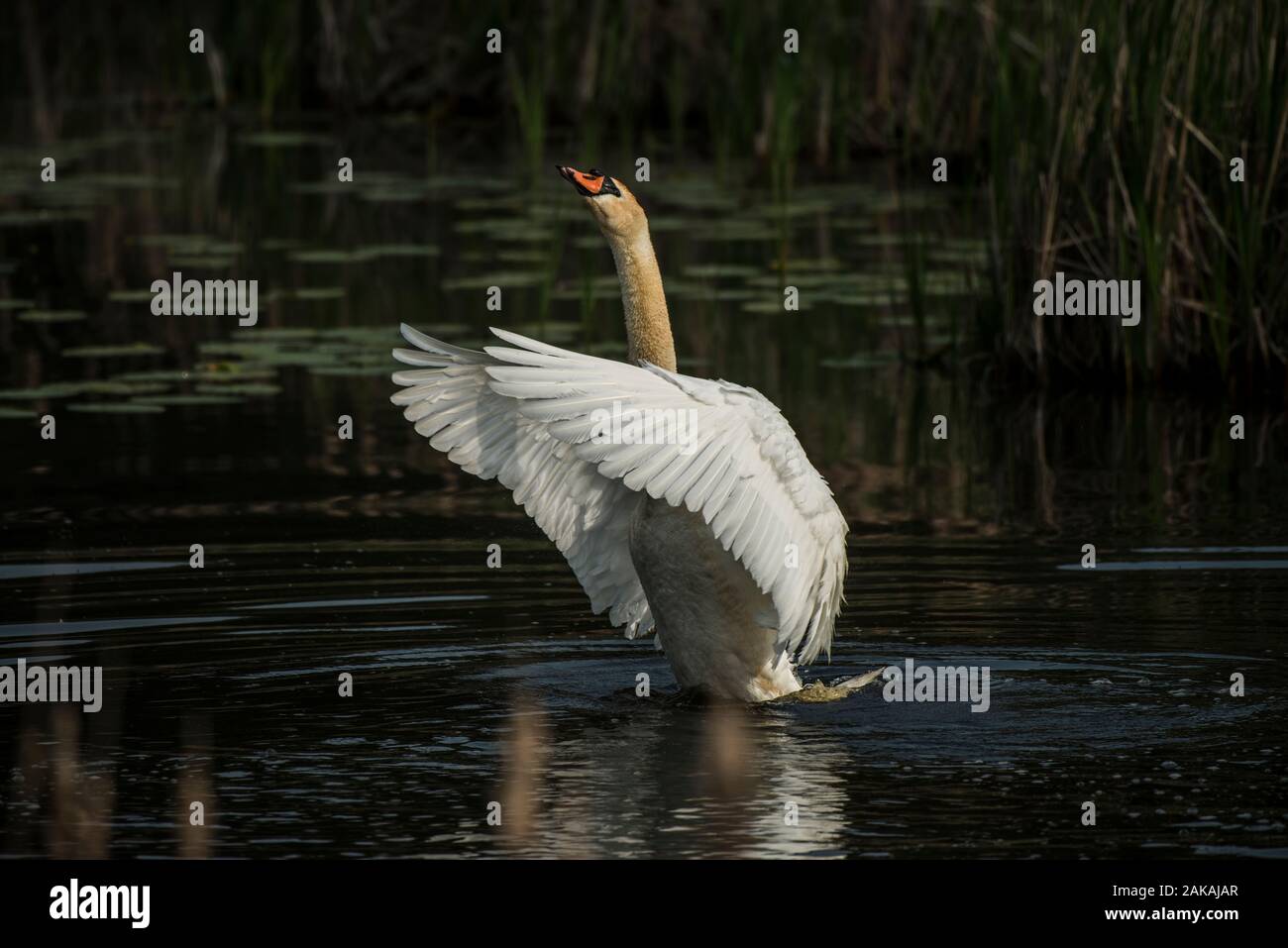 "Mute Swan Flapping It's Wings" Stockfoto "Mute Swan Flapping It's Wings" Stockfoto