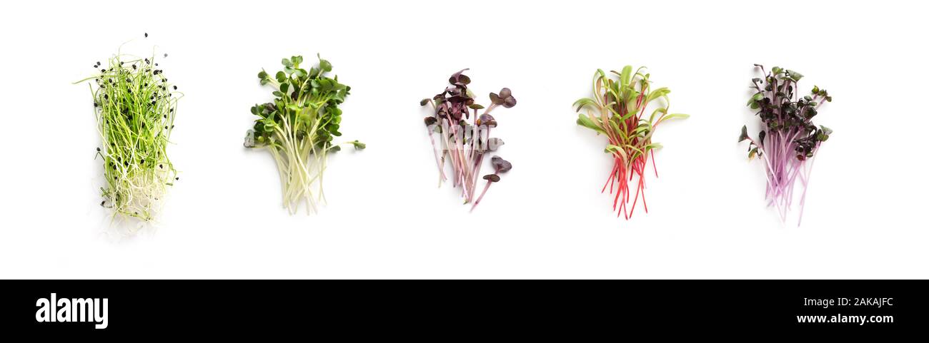 Sortiment von Micro Grüns. Wachsende Kale, Luzerne, Sonnenblumen, Rucola, Senf Keimsprossen, Panorama, gesunden Lebensstil Konzept Stockfoto