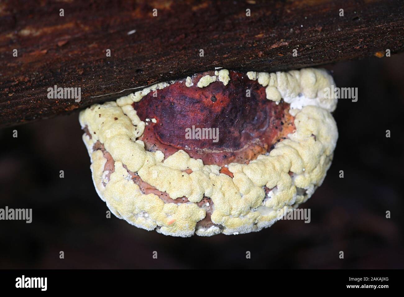 Asig pulvinata, wie Ocker Kissen bekannt, wächst an der Oberseite des roten Gürtel conk, Fomitopsis pinicola, wilde Pilze aus Finnland Stockfoto