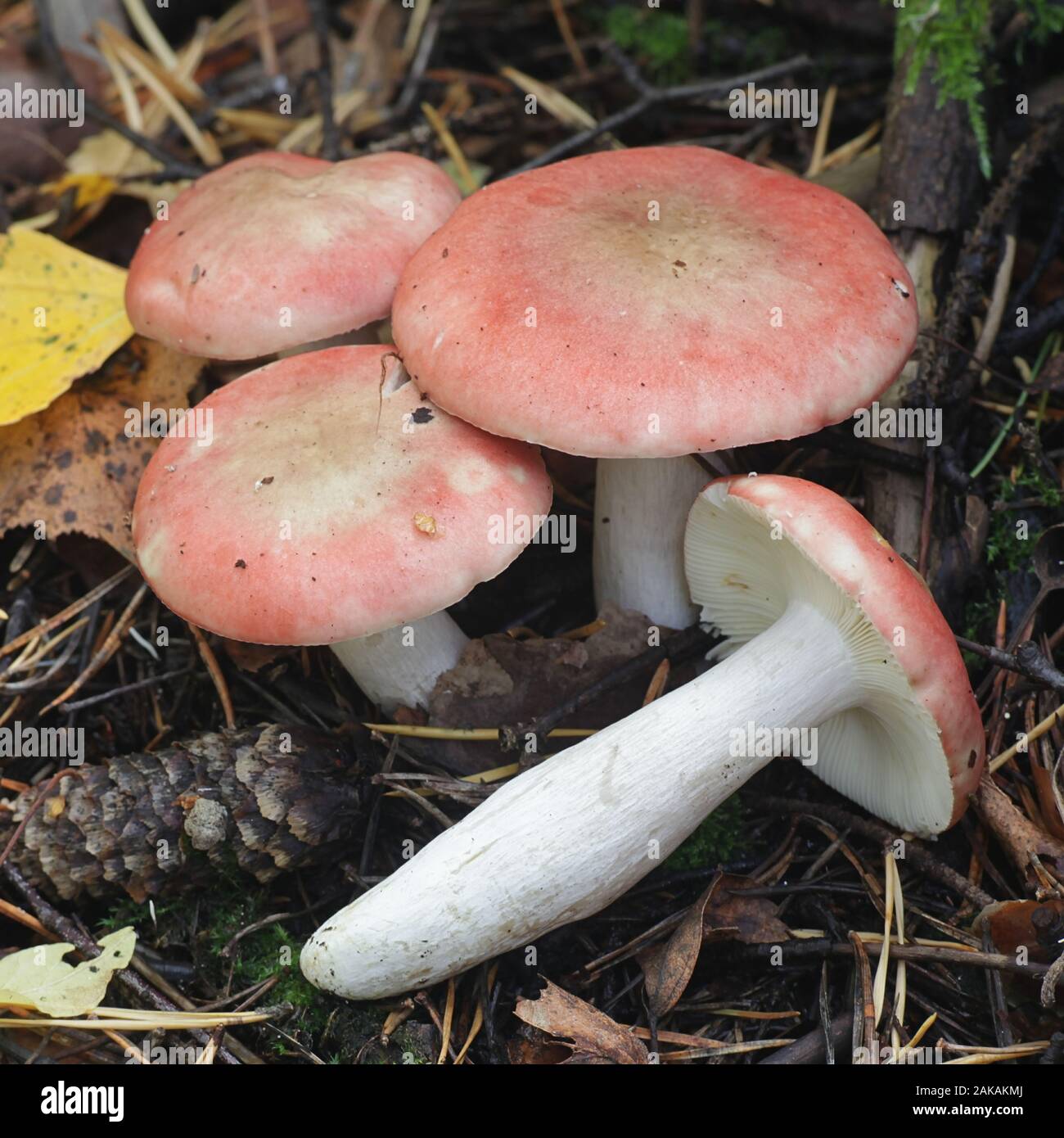 Psathyrella depallens, bekannt als gebleichte brittlegill, wilde Pilze aus Finnland Stockfoto