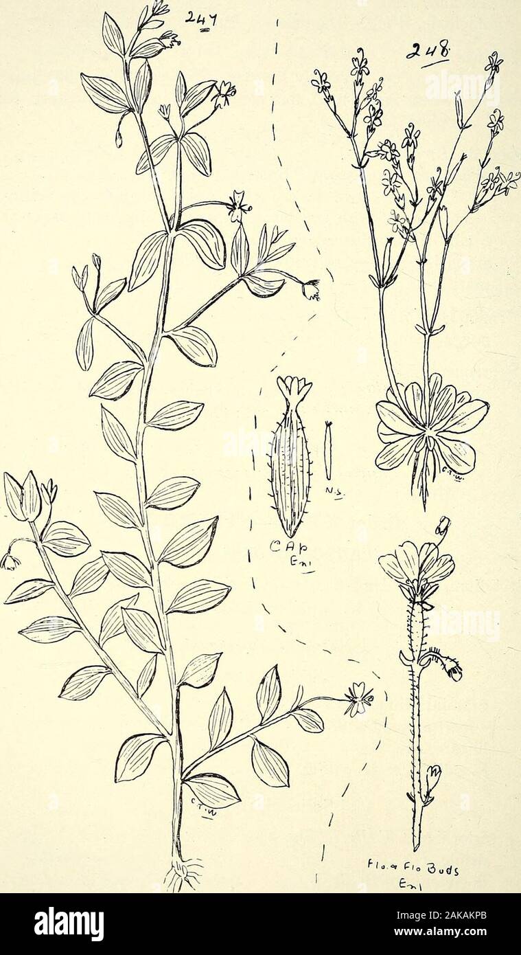 Umfassenden Katalog von Queensland Pflanzen, Einheimische und naturalizedTo, die hinzugefügt sind, soweit bekannt, die Aborigines und anderen volkstümlichen Namen; mit zahlreichen Abbildungen und reichlich Notizen auf die Eigenschaften, Funktionen, &c., der Anlagen. satt, wurde als ein Ersatz foropium (Lindley). Sonchus oleraceus, Linn., Linn.- Gänsedistel. Europa. Es gibt zwei Formen. In forma Normalis die achenesare gekennzeichnet mit quer Rauhigkeitsspitzen; in forma Asper theribs des achenes sind glatte, Philippii, Linn.-Mais Säen - Thistle. Europa, Maritimus, Linn.-- Europa. * Tragopogon, Linn. - - Ziegen - Bart. po Stockfoto