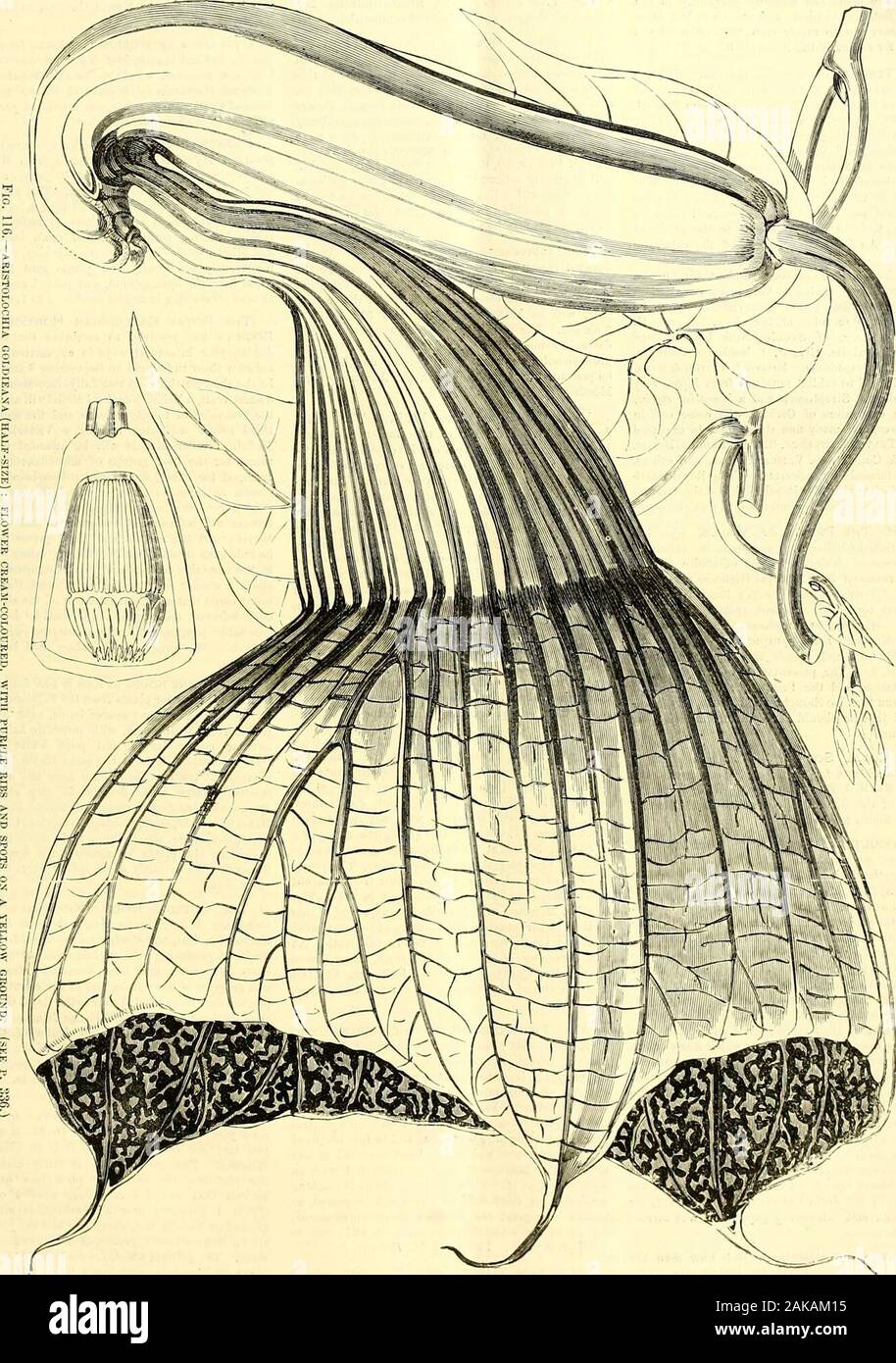 Die Gärtner' Chronik: Eine wöchentliche Illustrierte Zeitschrift über Gartenbau und verwandte Themen. t die Kosten eines fewshillings. ARISTOLOCHIA GOLDIEANA. - Eine Der mostextraordinary Blumen jetzt in voller Blüte ia die Victoria-Haus, Kew, ist das West African Art. Unsere illustra- (Abb. 116, S. 337) ist etwa die Hälfte der tatsächlichen Größe. Theflower natürlich hängend ist, oder fast so, die lowerpart der Röhre ist unregelmäßig Zylindrische, cremefarbene, glatt, und nach oben gebogen fast zu einem rightangle in eine trichterförmige obere Hälfte. Dieser Teil der Tube ist mit prominenten lila Rippen gekennzeichnet; und expandiert in einem b Stockfoto