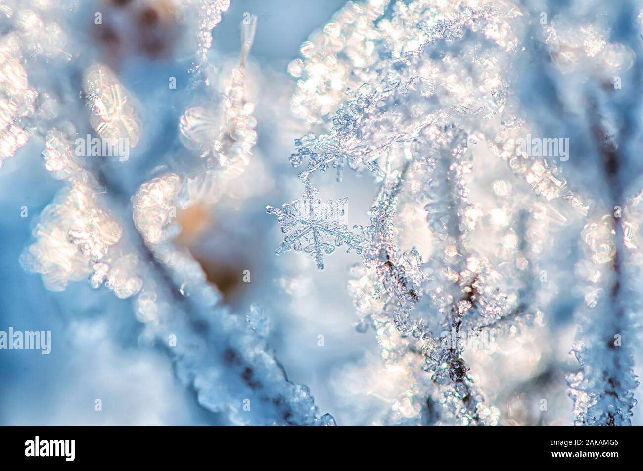 Makro. schöne Schneeflocke auf einem Grashalm im Winter in der Sonne. Winter Hintergrund Stockfoto