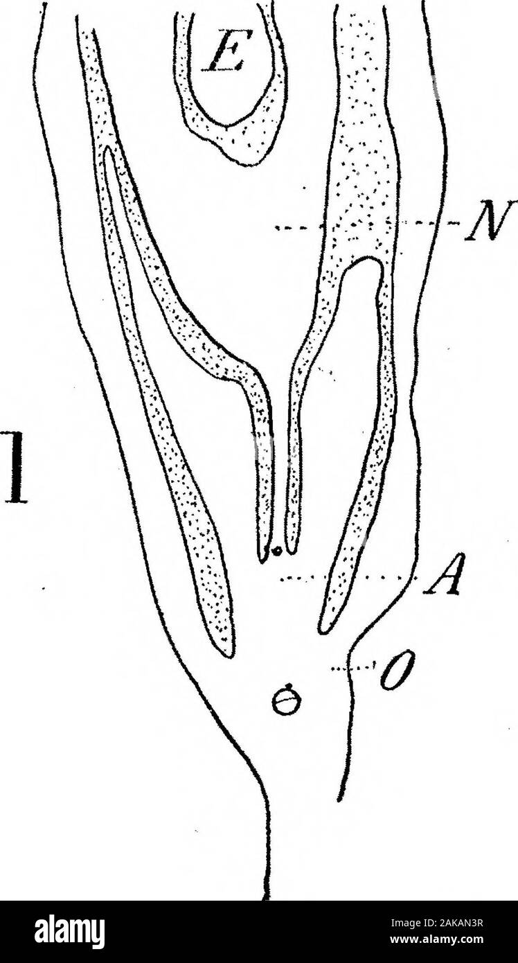 Die Anatomie und Morphologie der Blätter und Blütenstände der Welwitschia mirabilis. Zellen, die immaturexylem darstellen, sind auf der äußeren als auch der inneren Fläche des Phloem (Dia gefunden. IX, 4). Alle Elemente sind inradial Reihen angeordnet. In der ältesten Fälle einige der innermostelements waren Verholzen, zeigt die Bundles endarch zu sein. In der ältesten Kegel untersucht einen anormalen Fall gesehen wurde, in denen die Flügel der äusseren Hülle der weiblichen Blüten neugierig gelappt wurde auf der Oberfläche orribbed in Richtung der Kegelachse (Abb. 11, Blatt 17). Die Bündchen wurde quiteirregular und war weit mehr Pr Stockfoto