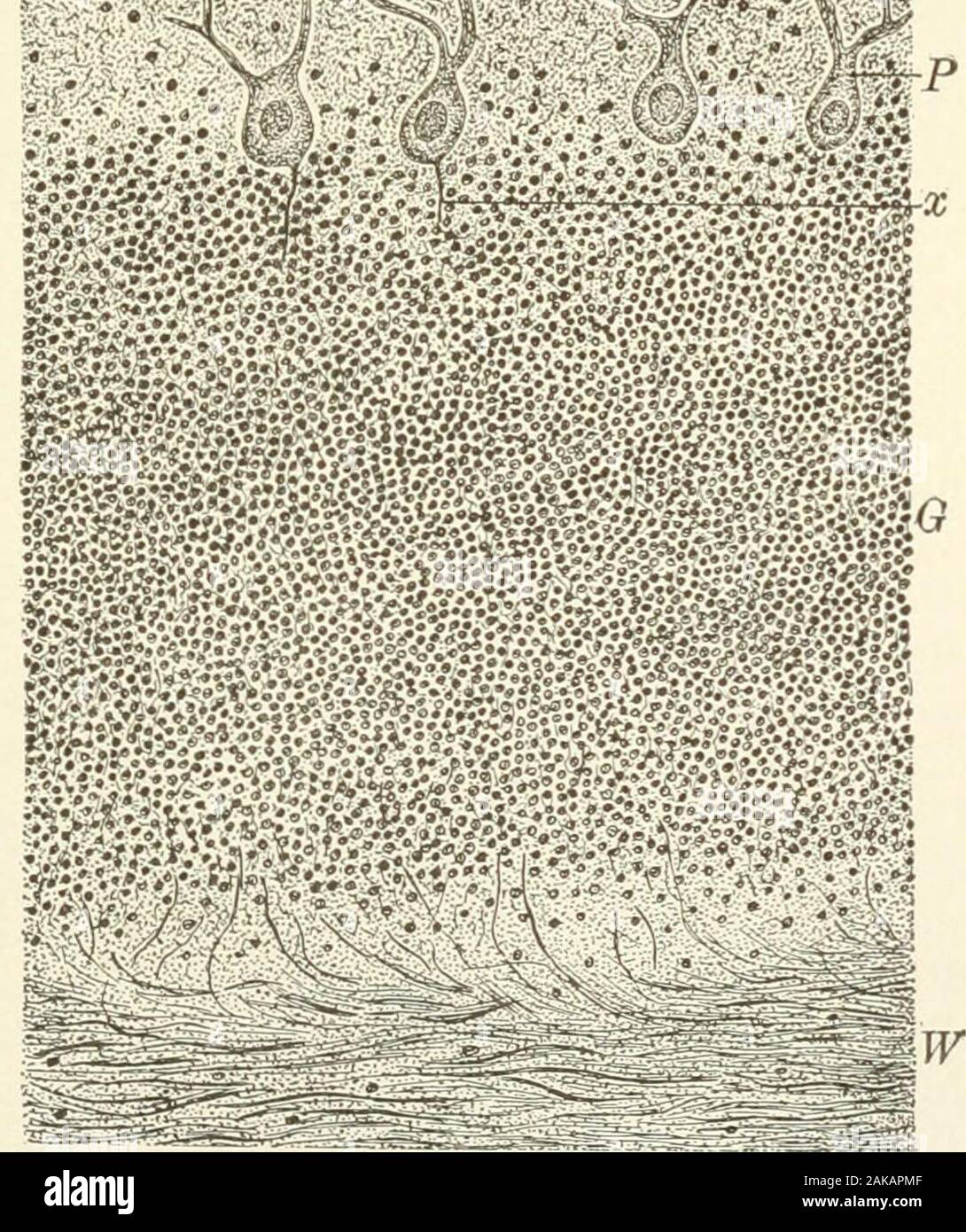 Lehrbuch der normalen Histologie: einschließlich der Berücksichtigung der Entwicklung der Gewebe und der Organe. Abschnitt der menschlichen Kleinhirn:/J, weißen Fasern senden in Granulat Layer (G); O, äußere ormolecular Layer: P, Zellen von Purkinje, senden Achse Zylinder Prozesse (. r) in Granulat layer andprotoplasmic Prozesse an der Peripherie, n, kleine Nervenzelle der äußeren Schicht; v, Gefäßerkrankungen frompia (p). 0 § normale Histologie. Innerhalb der äußeren Schicht, während jene der größeren Zellen inder Granulat Schicht teilen; in beiden Fällen wird es bemerkte, die Achse - cylinderprocesses vollständig beenden. Stockfoto