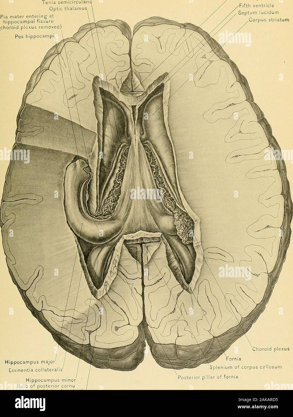 Chirurgische Anatomie: Eine Abhandlung über die menschliche Anatomie in seiner Anwendung auf die Praxis der Medizin und Chirurgie. e durch die tsenise semicirculaies und HJ-Fasern aus theseptum lucidum und Stiel der Zirbeldrüse verbunden. Zwischen den vorderen cruraand der vorderen Extremitäten des Optic thalami sind die ovalen Öffnungen von Kom- munikation zwischen dem lateralen Ventrikel und der dritten Ventrikel, der foraminaof Monro. Der Posterioren crura oder Säulen Der fornix, entstehen Posterior von jedem sideof der Körper der fornix, woher sie auseinander und in die Mitte cornuaof der lateralen Ventrikel absteigen. Stockfoto