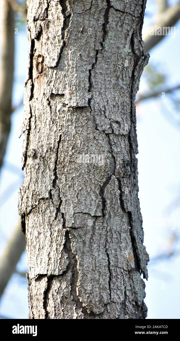 In der Nähe von Rissen Zweig der Ahorn mit unscharfen Hintergrund des blauen Himmels Stockfoto