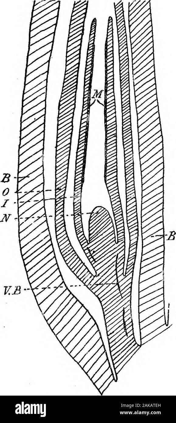 Die Anatomie und Morphologie der Blätter und Blütenstände der Welwitschia mirabilis. Ons anderer partsof der Anlage. Zwei Bundles bis die Flügel; in der ältesten Stadien in mein Material den xylemof Diese Bundles noch unlignified, obwohl das Phloem ist gut entwickelt. Theelements sind alle in radialen Reihen angeordnet und die Bündel sind endarch. Die innere Abdeckung setzt sich aus zwei oder drei Schichten von schmalen, länglichen, dickwandigen Zellen gebildet. Es erstreckt sich über die Spitze der nucellus bildet die micropylartube (Abb. 6, Blatt 17); die Wände der inneren Epidermis in den oberen zwei Dritteln von The Tube b Stockfoto