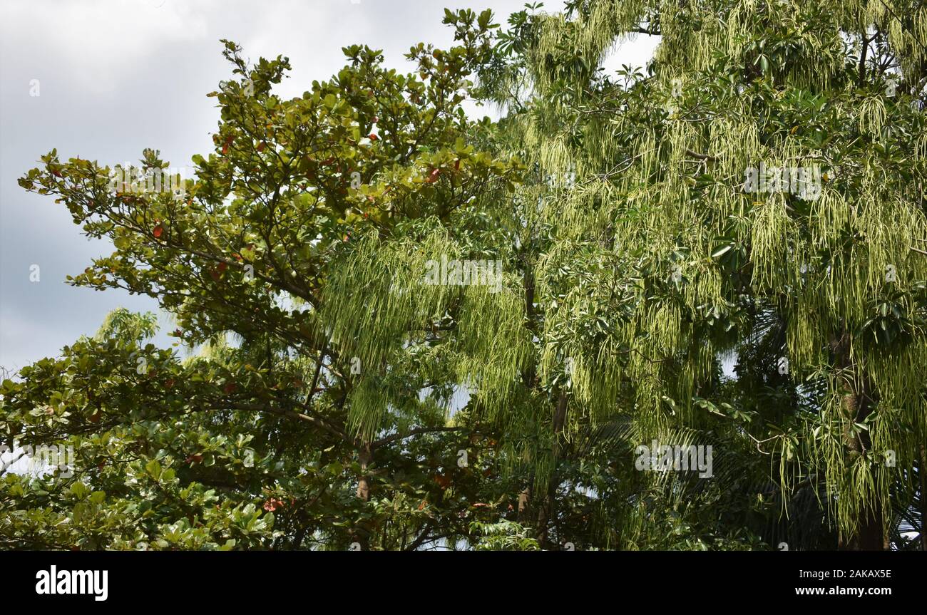 Indischer Mandelbaum mit hellen Blätter mit blauer Himmel Stockfoto