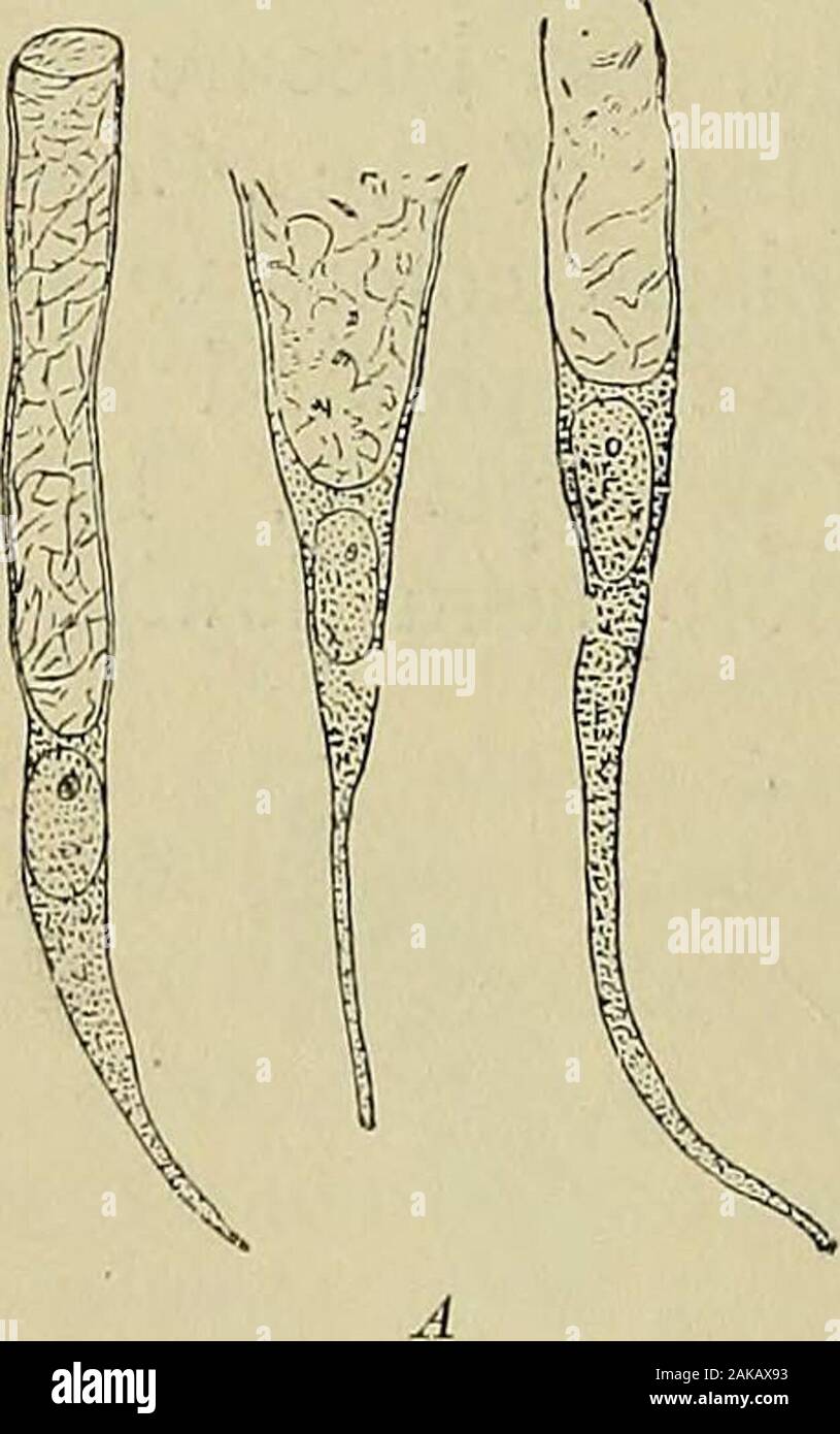 Allgemeine Physiologie; einen Überblick über die Wissenschaft des Lebens. ABC 1) Abb. 62.- Eine Amöbe in vier aufeinanderfolgenden Stufen der Ausscheidung von die unverdaute Rückstände von Lebensmitteln. Substanz, mucigen, die allezeit ist intomucus umgewandelt werden. Während der ruhigen Aktivität der Zelle ein wenig von thesecretion geht ständig an den dünnen flüssigen Schicht, deckt thesurface des Gewebes. Aber während der energetischen, plötzliche secretionthe ganze Masse, das im oberen Teil der Zelle ist shovedout (Abb. 63) und verbindet sich mit dem Tropfen aus dem Wiehern - benachbarten Zellen in eine dicke, gummiartigen Abdeckung von Schleim. Die. Stockfoto