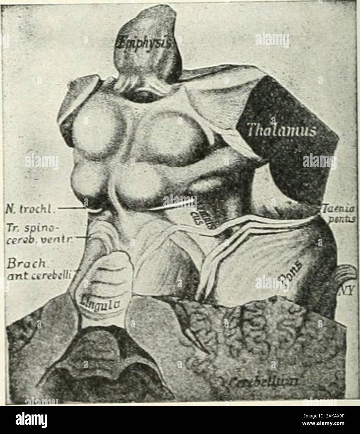 Eine Referenz Handbuch der medizinischen Wissenschaften, umfasst das gesamte Spektrum der wissenschaftlichen und praktischen Medizin und verwandter Wissenschaften. se und Impulse aus dem bramstem zum Motor Zentren des Rückenmarks führen. Das zwischenhirn. - Unmittelbar vor der thesuperior Colliculus das Stammhirn erweitert laterallyto bilden die thalamic Nuclei (Abbn. 938 und 975). Das zwischenhirn, wie wir bereits gesehen haben, Bestehtaus drei Divisionen, die epithalamus, thehypothalamus und die Thalamus (Derzurückgelegten metathalamus Seiner) Die Untersuchung der funktionellen Motoranschlüsse diencephalic nuc Stockfoto