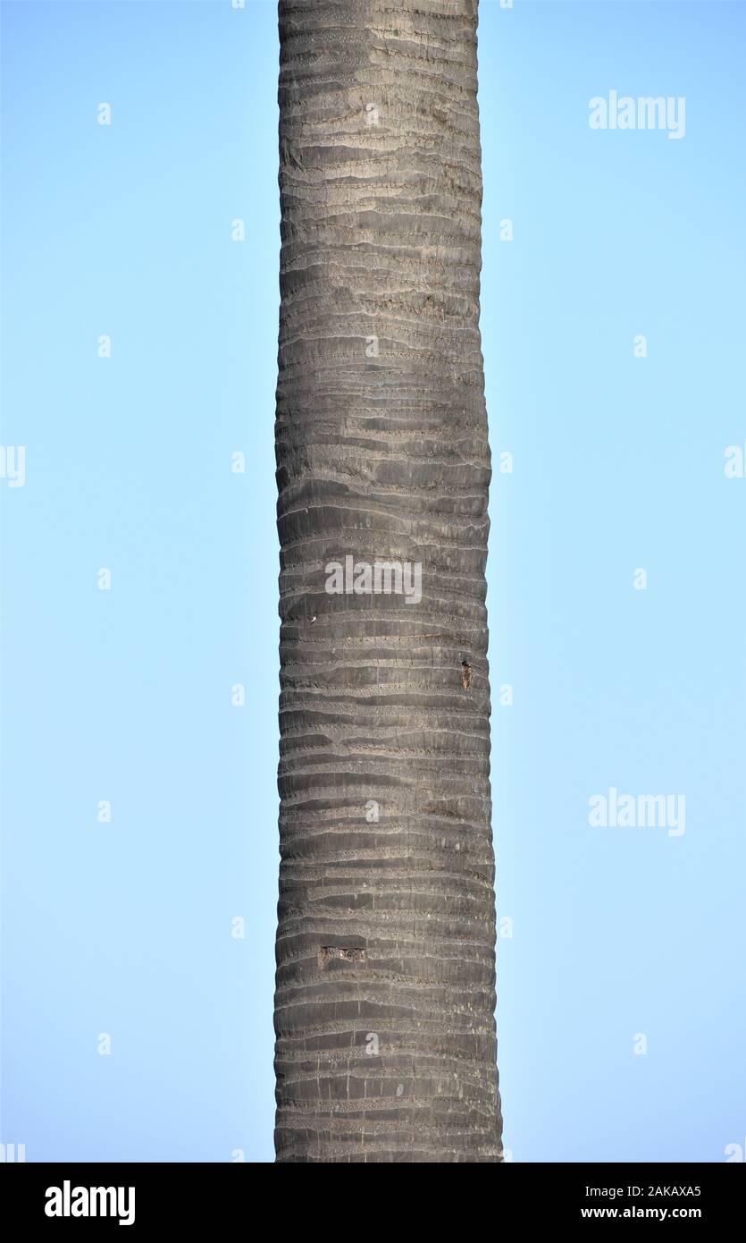 In der Nähe von Palm Tree Stammzellen mit blauem Himmel Hintergrund Stockfoto