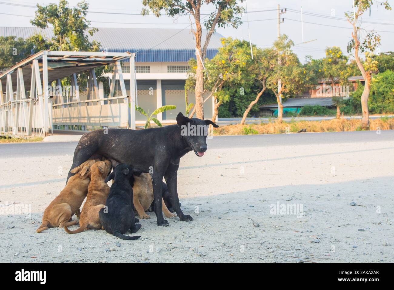 Obdachlosen schwarzen Hunden. Welpen saugen Muttermilch. Leben der  hungrigen streunende Hunde Stockfotografie - Alamy
