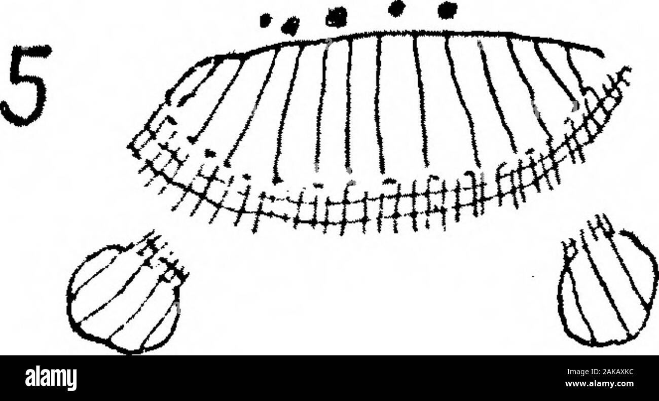 Die Anatomie und Morphologie der Blätter und Blütenstände der Welwitschia mirabilis. 6&gt; r c Stockfoto