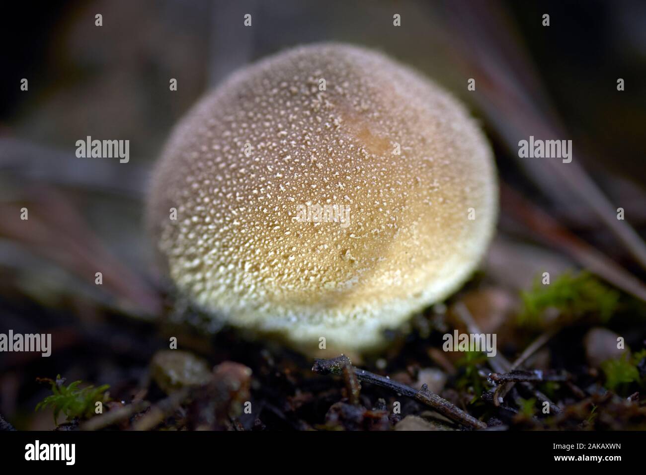 Lycoperdon perlatum, ein wenig Pilz. Stockfoto