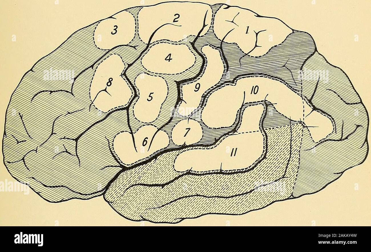 Chirurgische Anatomie: Eine Abhandlung über die menschliche Anatomie in seiner Anwendung auf die Praxis der Medizin und Chirurgie. Die aufsteigende parietal, in theparacentral lobule und Teil der quadratische lobule. Der obere Teil des theascending frontal Faltung mit dem benachbarten Teil der Basis der superiorfrontal Faltung gehören die Zentren, in denen die verschiedenen komplexen Bewegungen der Arme und Beine, wie Klettern, Schwimmen, etc. Der Posterioren thirdof die Superior frontal Faltung anterior nach der Kreuzung von seiner Basis mit theascending frontal umfasst die Zentren für die vordere Verlängerung o Stockfoto